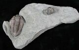 Large Flexicalymene Trilobite With Roller #13380-4